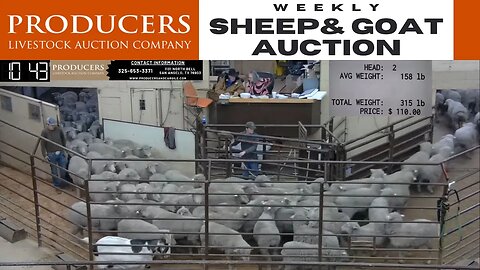 1/24/2023 - Producers Livestock Auction Company Sheep & Goat Auction