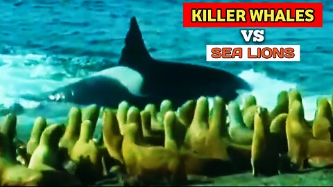 Killer Whales vs Sea Lions | Nature's Great Events |