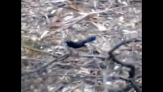 Willy Wagtail! Up Close saying Hi and catching bugs!