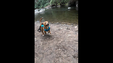 Funny Rescue Pup Visits Creek For The First Time