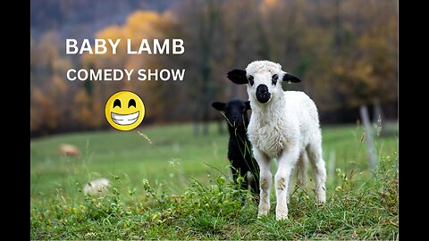 "Little Lambs, Big Laughs: Hilarious Baby Lamb Moments!"