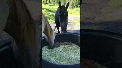 Ad Lib Feeding Horses with Bad Teeth, Elderly Horses and Hard Doer Rescue Horses. Caution ⚠️