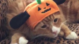 Cat is not happy with his Halloween hat