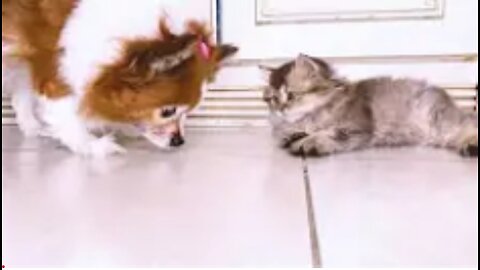 The funny kitten and the funny dog Childrens song Can You say Hi from Tefi and Baksi