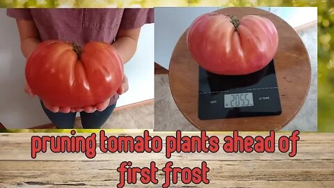 Why to Prune Tomato Plants Before First Frost