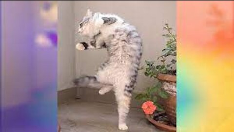 Omg So Cute Cats Best Funny Cat Videos 2021