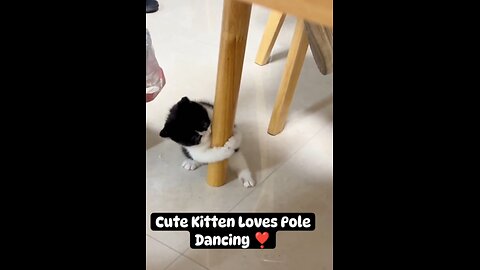 Cut Kitten Loves Pole Dancing. ❣️😹