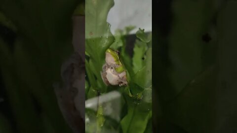 Australian Eastern Dwarf Green Tree Frogs