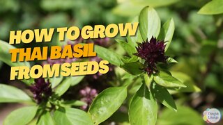 Thai Basil Seeds: A Guide for the First Time Gardener