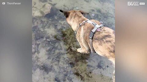 A primeira reação deste cão ao gelo foi comê-lo!