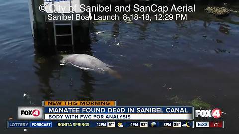 Video show dead manatee at Sanibel Island