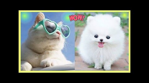 Cute Baby Animal _ Funny Animal Videos Compilation _ Funniest Animals 2 #Cutedog #cuteanimals #cute