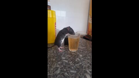 rats drinking beer funny mouse funny rat drinking beer