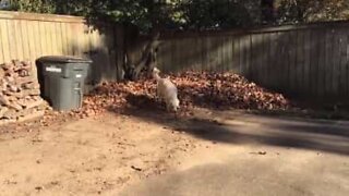 Dog uses a pile of leaves as a playmate!