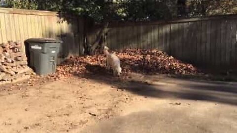 Dog uses a pile of leaves as a playmate!