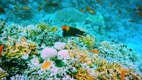 Scuba diving, Red Sea, Egypt Hurghada 2022-2