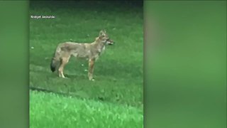 Wildlife experts warn of coyotes prowling neighborhoods