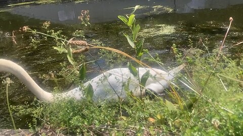 Swan family - feeding time at the canal