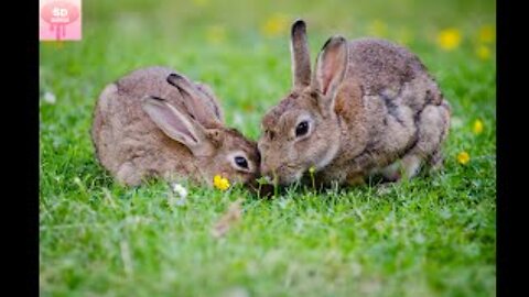 Cute 🥰 animal video must watch