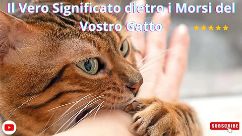 Il Vero Significato dietro i Morsi del Vostro Gatto