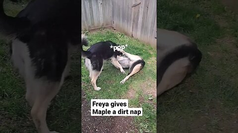 Freya Gives Maple A Dirt Nap #cute #dog #doggo #shepsky #dogmeme #cutedog #shorts