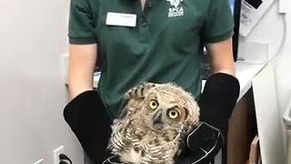 Owl rescued from soccer net