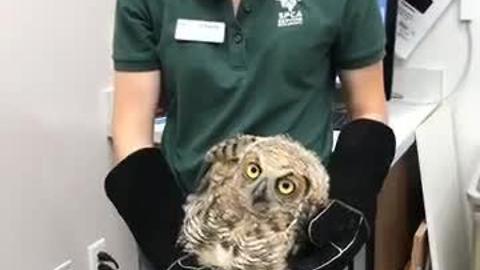 Owl rescued from soccer net