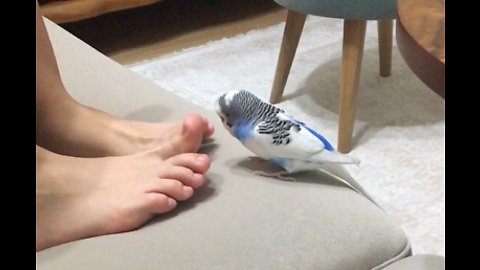 Excited budgie flaps wings when owner shakes her feet