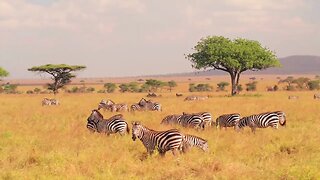 Wildlife Animals Safari Moments Forest HD Videos