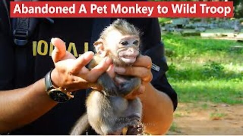 😂🤣😍A Young Man Abandoned A Pet Baby Monkey Into Wild Troop, How Can He Survive?🤣😂😍