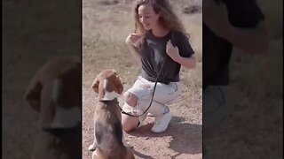 Vídeo engraçado de animais