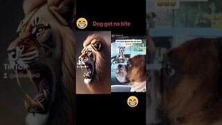 Funny dog clip