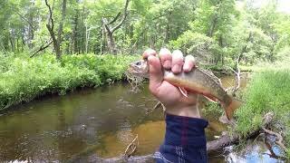 What's Biting You Ask? Mosquitoes, Trout, And More Mosquitoes