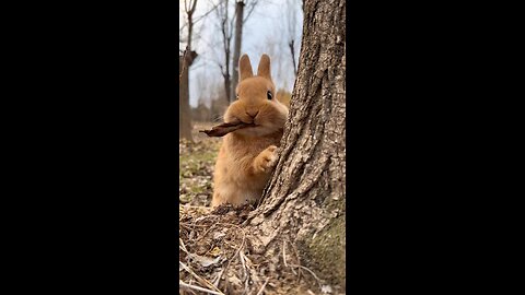 Rabbits Being Their Adorable Selves