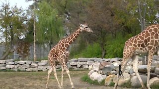 Detroit Zoo welcomes 2-year-old giraffe