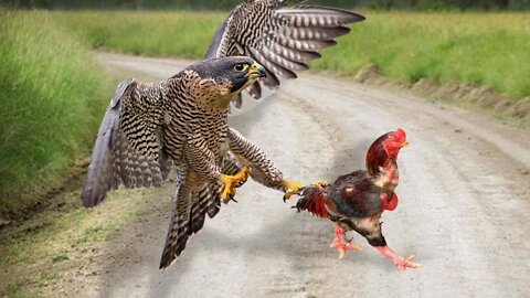 Eagles vs Rooster Amazing Eagle Hunting Skills