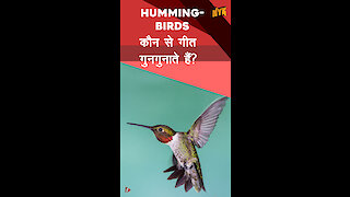 Hummingbirds के बारे मे आपको क्या जानना चाहिए *