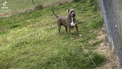 Mr G the Rescue Pit Bull Fun Dog Day!!