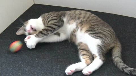 Adorable Baby Cat Plays With a Ball