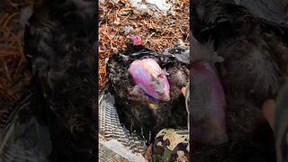 Breast a Turkey in 60 Seconds