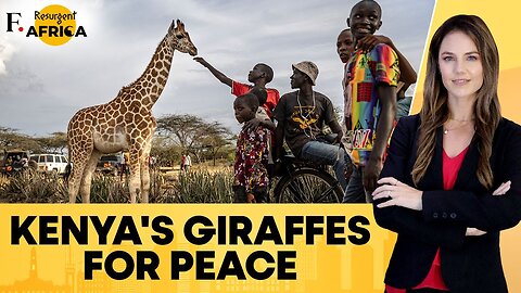 Giraffes of Hope: How Kenya’s Majestic Giants Are Bridging Decades of Conflict | Firstpost Africa