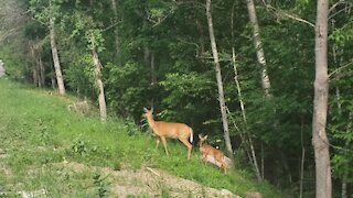 Mother and fawn at the edge of the road