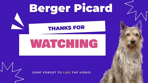 Comprehensive Guide to the Berger Picard Dog Breed: Characteristics, Care, and Considerations