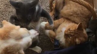 Dog ends supposed battle between cats