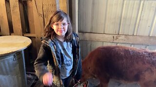Dexter Family Milk Cows: Steering A Dexter Bull Calf