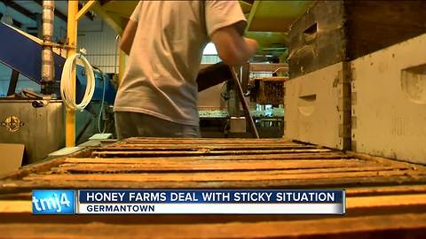 Wisconsin honey production hit by summer weather
