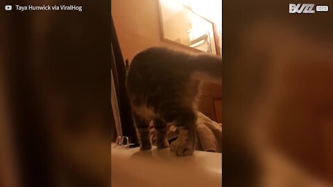 Il gatto È confuso e cade nella vasca da bagno