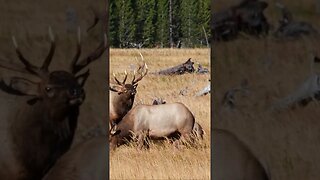 Elk Managing Heard #shorts #short