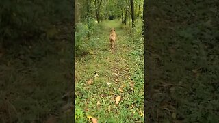 strolling through the woods with doggo #doggo #dog #dogshorts