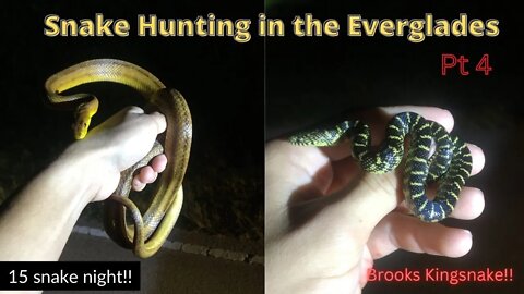 Incredible Brooks Kingsnake and Lots of Nerodia in the Everglades! Herping 2022!